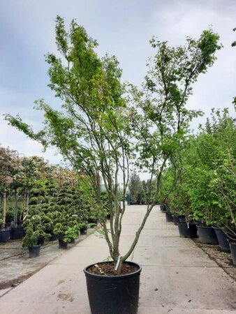 Acer palmatum 400-450 cm container meerstammig