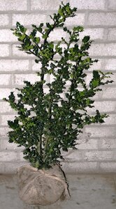 Ilex aquifolium 60-80 cm met kluit - afbeelding 5