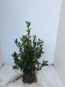 Ilex aquifolium 80-100 cm met kluit - afbeelding 10