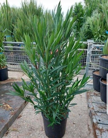 Nerium oleander 100-125 cm cont. 18L