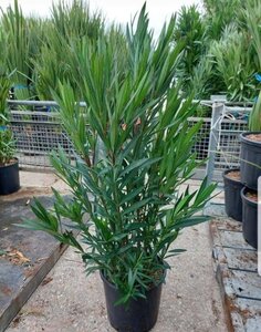 Nerium oleander 100-125 cm cont. 18L