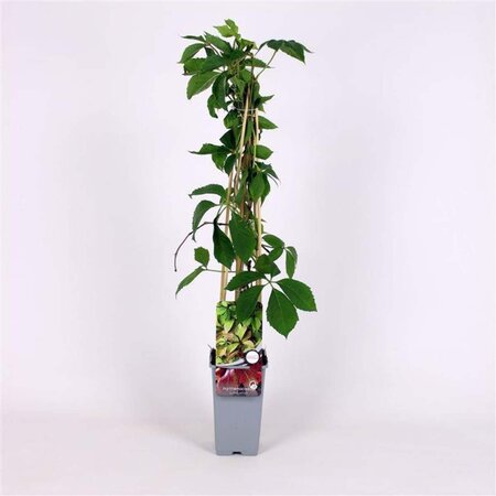 Parthenocissus quinquefolia 70 cm vierkant 2L