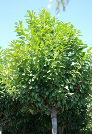 Prunus l. 'Novita' 16-18 Hoogstam cont. 130L