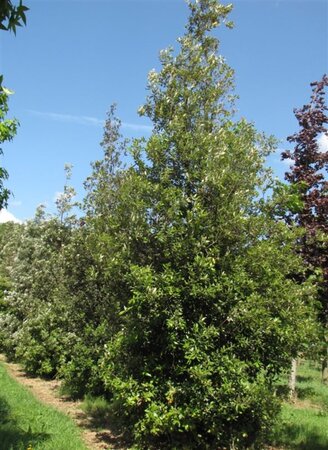 Quercus ilex 100-125 cm cont. 15L - afbeelding 3