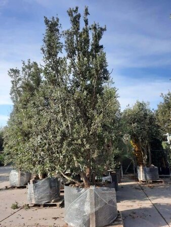 Quercus ilex 450-500 cm container meerstammig - afbeelding 3