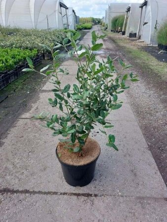 Quercus ilex 60-80 cm cont. 7,5L - afbeelding 5