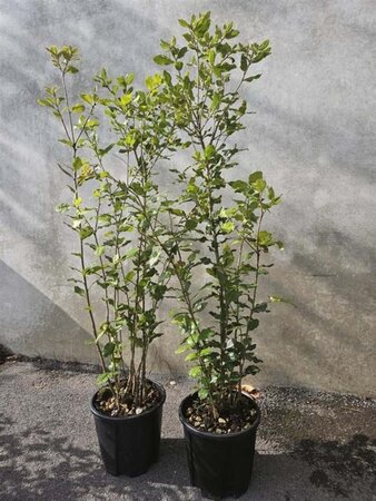 Quercus ilex 80-100 cm cont. 3,0L - afbeelding 5