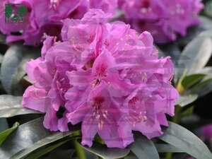 Rhododendron 'Anah Kruschke' PAARS 80-100 cm cont. 15L