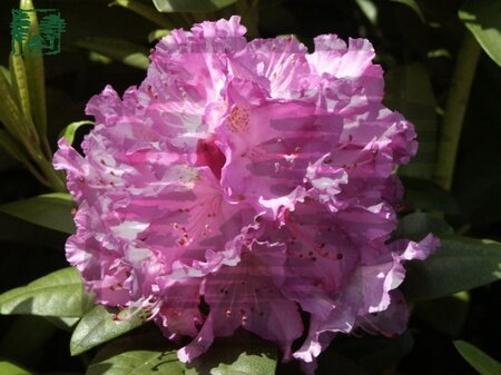 Rhododendron 'Catawbiense Grandiflorum' PAARS 30-40 cm cont. 4,0L - afbeelding 1