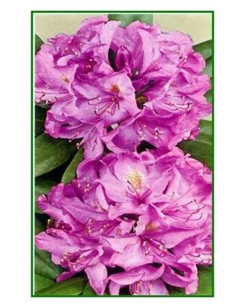 Rhododendron 'Catawbiense Grandiflorum' PAARS 30-40 cm cont. 5,0L - afbeelding 2