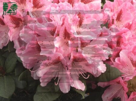 Rhododendron 'Cosmopolitan' ROZE 30-40 cm cont. 5,0L - afbeelding 1