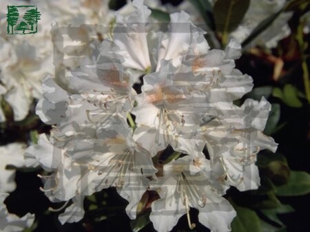 Rhododendron 'Cunningham's White' WIT 40-50 cm cont. 4,0L - afbeelding 1