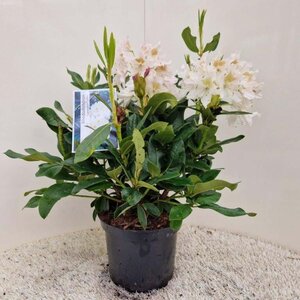 Rhododendron 'Cunningham's White' WIT 40-50 cm cont. 5,0L - afbeelding 2