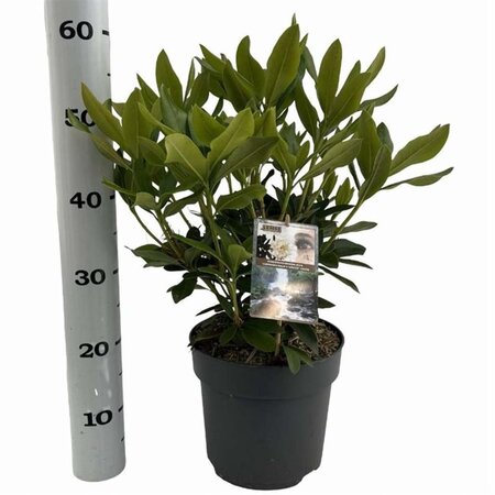 Rhododendron 'Cunningham's White' WIT 40-50 cm cont. 5,0L - afbeelding 5