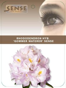 Rhododendron 'Gomer Waterer' WIT 40-50 cm cont. 5,0L - afbeelding 2