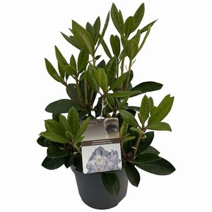 Rhododendron 'Gomer Waterer' WIT 40-50 cm cont. 5,0L - afbeelding 3