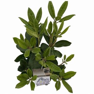 Rhododendron 'Gomer Waterer' WIT 40-50 cm cont. 5,0L - afbeelding 4