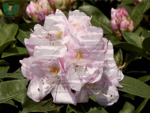 Rhododendron 'Gomer Waterer' WIT 40-50 cm cont. 5,0L - afbeelding 1