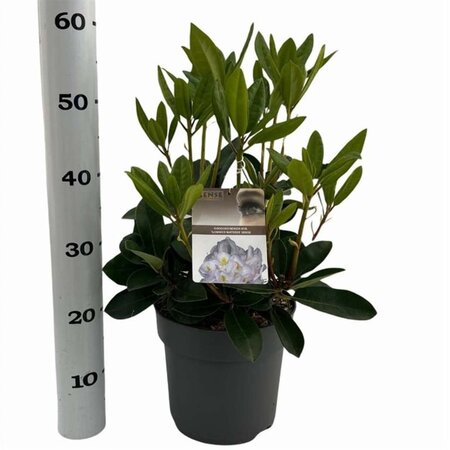 Rhododendron 'Gomer Waterer' WIT 40-50 cm cont. 5,0L - afbeelding 5