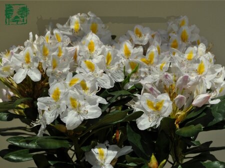 Rhododendron 'Madame Masson' WIT 40-50 cm cont. 4,0L - afbeelding 1