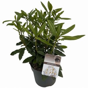 Rhododendron 'Madame Masson' WIT 40-50 cm cont. 5,0L - afbeelding 3