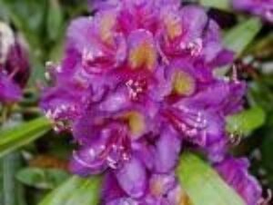 Rhododendron 'Marcel Menard' PAARS 30-40 cm cont. 5,0L - afbeelding 5