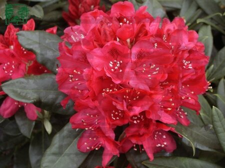 Rhododendron 'Nova Zembla' ROOD 40-50 cm cont. 4,0L - afbeelding 1