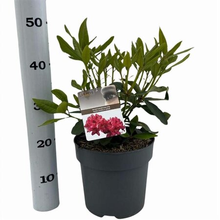 Rhododendron 'Nova Zembla' ROOD 40-50 cm cont. 5,0L - afbeelding 5