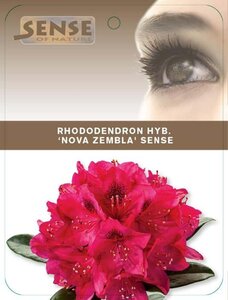 Rhododendron 'Nova Zembla' ROOD 40-50 cm cont. 5,0L - afbeelding 3