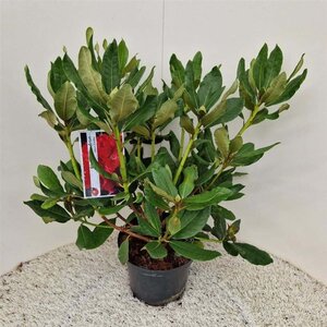 Rhododendron 'Nova Zembla' ROOD 40-50 cm cont. 5,0L - afbeelding 2