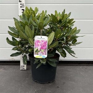 Rhododendron 'Goldflimmer' PAARS 30-40 cm cont. 5,0L - afbeelding 4