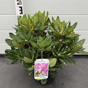 Rhododendron 'Goldflimmer' PAARS 30-40 cm cont. 5,0L - afbeelding 5