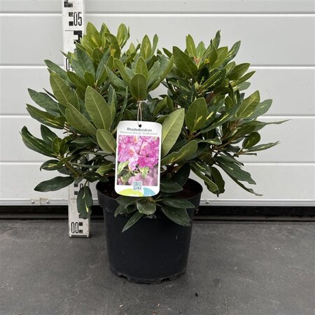 Rhododendron 'Goldflimmer' PAARS 30-40 cm cont. 5,0L - afbeelding 1