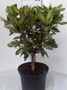 Rhododendron 'Goldflimmer' PAARS 30-40 cm cont. 5,0L - afbeelding 6