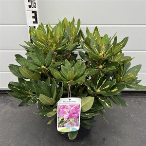 Rhododendron 'Goldflimmer' PAARS 30-40 cm cont. 5,0L - afbeelding 2