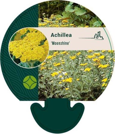 Achillea 'Moonshine' geen maat specificatie 0,55L/P9cm - afbeelding 1