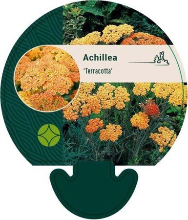 Achillea 'Terracotta' geen maat specificatie 0,55L/P9cm - afbeelding 2