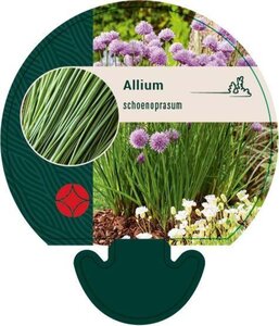 Allium schoenoprasum geen maat specificatie 0,55L/P9cm - afbeelding 6