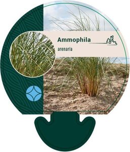 Ammophila arenaria geen maat specificatie 0,55L/P9cm - afbeelding 3