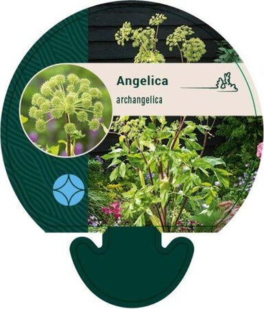 Angelica archangelica geen maat specificatie 0,55L/P9cm - afbeelding 1