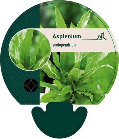 Asplenium scolopendrium geen maat specificatie 0,55L/P9cm - afbeelding 5