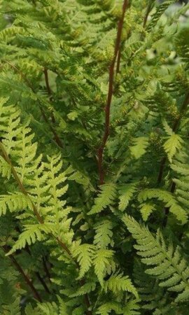 Athyrium f.-f. 'Lady in Red' geen maat specificatie cont. 3,0L