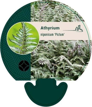 Athyrium niponicum pictum geen maat specificatie 0,55L/P9cm - afbeelding 2