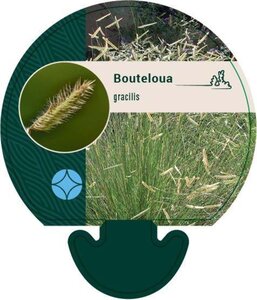 Bouteloua gracilis geen maat specificatie 0,55L/P9cm - afbeelding 4