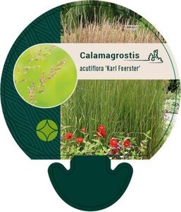 Calamagrostis acut. 'Karl Foerster' geen maat specificatie 0,55L/P9cm - afbeelding 8