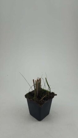 Calamagrostis acut. 'Karl Foerster' geen maat specificatie 0,55L/P9cm - afbeelding 3