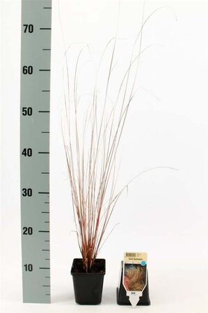 Carex buchananii geen maat specificatie 0,55L/P9cm - afbeelding 4