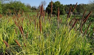 Carex elata 'Aurea' geen maat specificatie cont. 3,0L - afbeelding 1