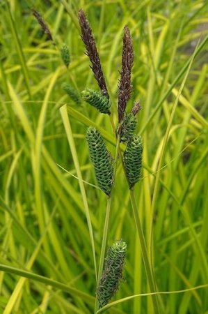 Carex elata 'Aurea' geen maat specificatie cont. 3,0L - afbeelding 2