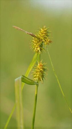 Carex flava geen maat specificatie 0,55L/P9cm